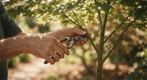 Manos cuidando una rama joven de árbol con herramientas de poda suaves, luz natural filtrada entre hojas, atmósfera de respeto y paciencia