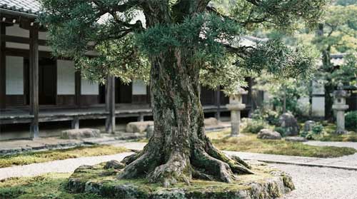 Podocarpus macrophyllus centenario en patio de templo japonés, luz suave filtrada entre sus hojas oscuras