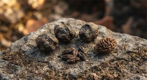 Primer plano de semillas antiguas carbonizadas y restos botánicos sobre una superficie de piedra arqueológica
