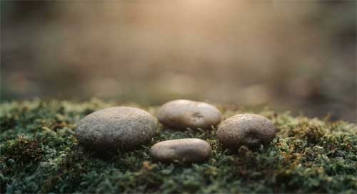 Cuatro piedras en círculo sobre musgo simbolizando ecosistema emocional integrado de los Brahmaviharas