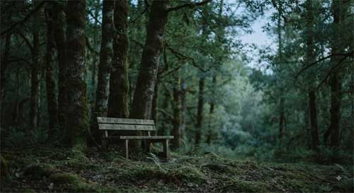 Banco vacío bajo árboles al atardecer simbolizando la ética budista de no intervención