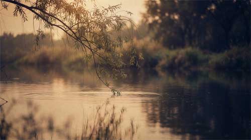 Rama de sauce llorón reflejada en agua tranquila al atardecer, luz dorada suave, atmósfera melancólica pero serena de transición