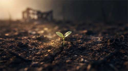 Retoño verde emergiendo de tierra quemada bajo luz dorada suave, atmósfera de renovación silenciosa y esperanza resiliente
