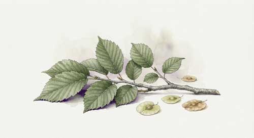 Ramas jóvenes de olmo con hojas pequeñas y textura rugosa, junto a algunas semillas aladas características, simbolizando el potencial del material local