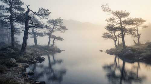 Paisaje minimalista de pinos junto a lago en bruma matinal, luz suave difusa, atmósfera zen de quietud absoluta