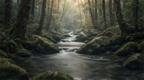 Arroyo serpenteando entre rocas musgosas en bosque silencioso, luz difusa filtrándose entre árboles, atmósfera de fluidez natural y quietud activa