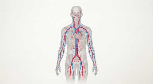 Ilustración esquemática artística del cuerpo humano mostrando nervios superficiales y arterias principales en tonos rojos y azules sobre una silueta neutra
