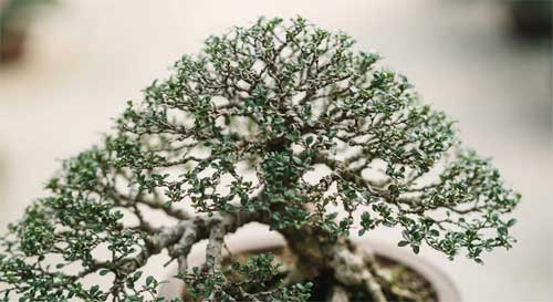 Primer plano detallado de las ramas finamente ramificadas de un bonsái estilo Lingnan, mostrando la técnica de 'ramas de ciervo' y la densidad foliar equilibrada