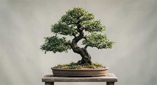 Árbol en penjing que parece completamente silvestre y libre