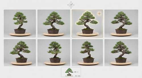 Diagrama visual mostrando diferentes ángulos de un mismo árbol para identificar el frente ideal