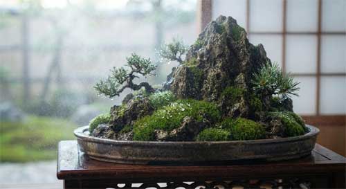 Sistema de nebulización suave sobre un penjing de roca con musgo brillante y gotas de agua visibles
