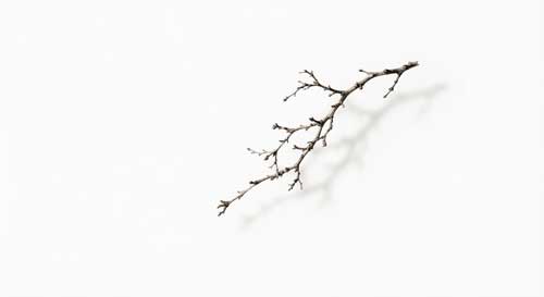 Composición minimalista zen con una sola rama seca sobre fondo blanco, sombra proyectada suave, espacio negativo predominante, estilo fotografía artística contemporánea