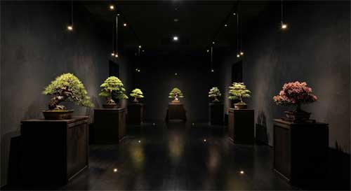 Sala de exposición elegante con bonsais premiados sobre pedestales individuales, iluminación focalizada y ambiente solemne