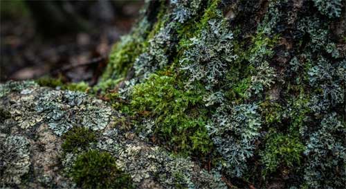 Primer plano detallado de musgo verde vibrante y líquenes grises sobre la corteza de un árbol y rocas