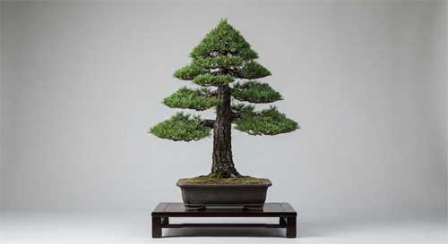 Bonsai de estilo formal erecto con tronco recto y copa triangular perfecta, sobre pedestal de madera oscura