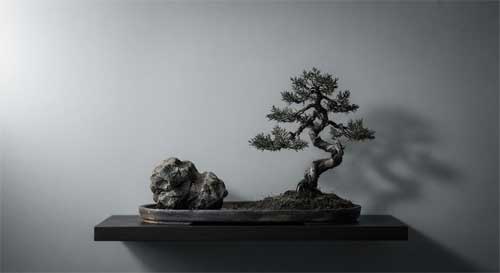 Composición de penjing extremadamente simple con un solo árbol y una piedra sobre fondo neutro, evocando silencio y vacío