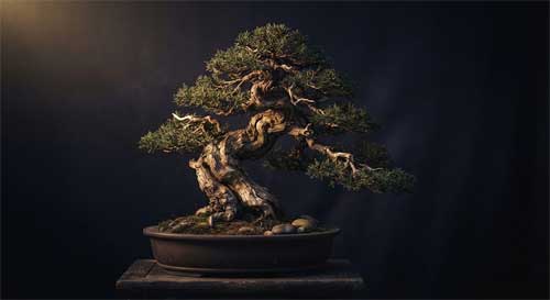 Árbol penjing antiguo con corteza texturizada iluminado por luz dorada lateral, transmitiendo sensación de sabiduría y presencia viva, fondo oscuro para resaltar la atmósfera mística
