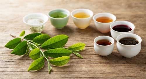 Rama de Camellia sinensis con hojas verdes frescas y brotes jóvenes, junto a seis tazas que muestran diferentes colores de té desde blanco hasta negro oscuro