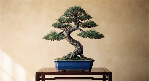 Bonsái elegante en estilo informal upright de Hiroshi Takeyama, tronco con curva suave ascendente, copa triangular equilibrada, estética clásica japonesa perfecta