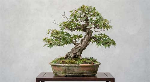 Bonsái naturalista de Isamu Murata con apariencia silvestre cuidadosamente estudiada, follaje irregular pero equilibrado, evocando árbol encontrado en montaña remota