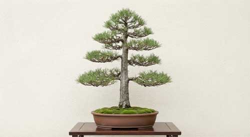 Bonsái tradicional japonés de Katsumi Murata con composición equilibrada armoniosa, líneas limpias, simplicidad refinada que evoca estética zen clásica