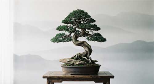 Árbol solitario de penjing con tronco retorcido y elegante, raíces expuestas sobre roca, fondo neblinoso minimalista que evoca la filosofía de Zhang Guoliang